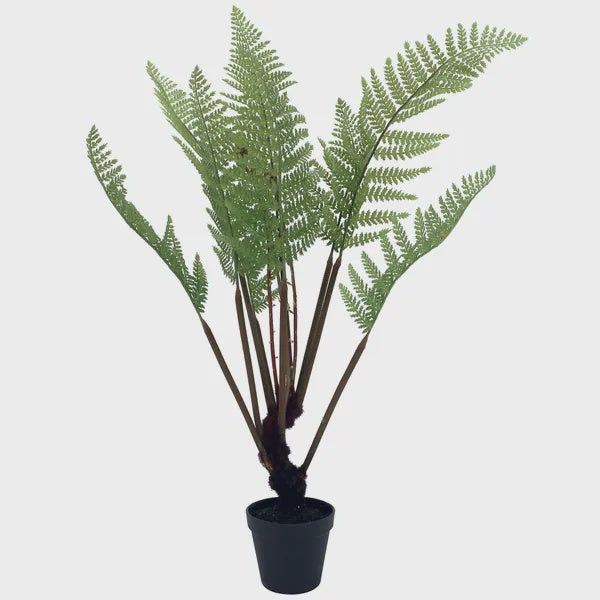 Fern Leaf Plant with Black Pot