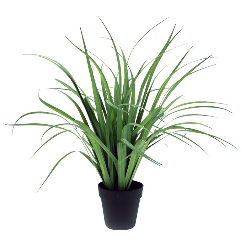 Grass in Black Pot