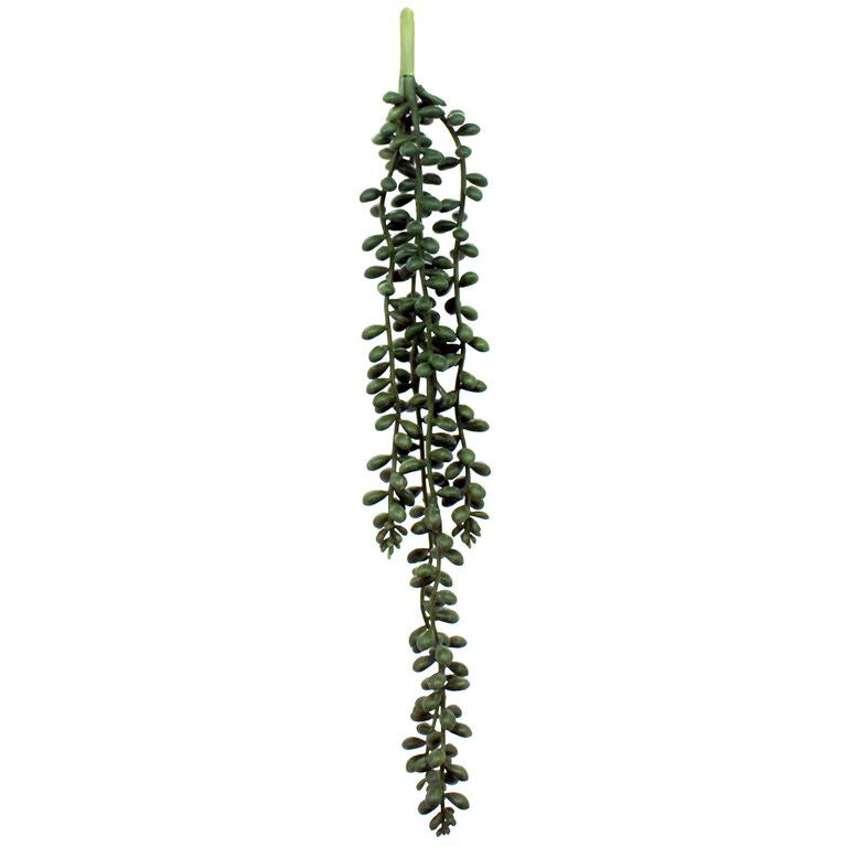 Hanging Pearl Succulent